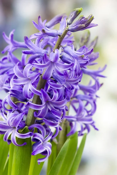 Flores Jacinto Florescentes Hyacinthus — Fotografia de Stock