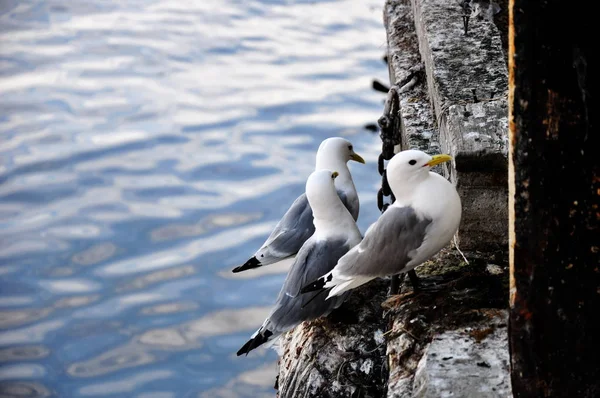 Malerischer Blick Auf Schöne Möwen Vögel — Stockfoto