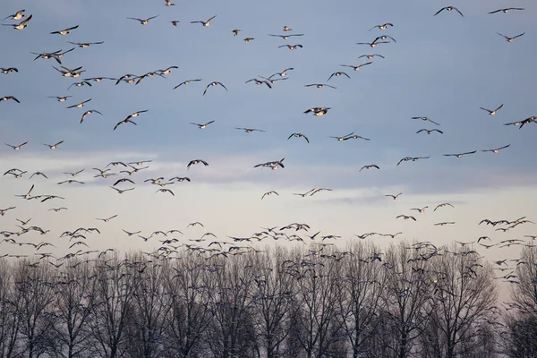 Nunnor Gäss Flygning — Stockfoto