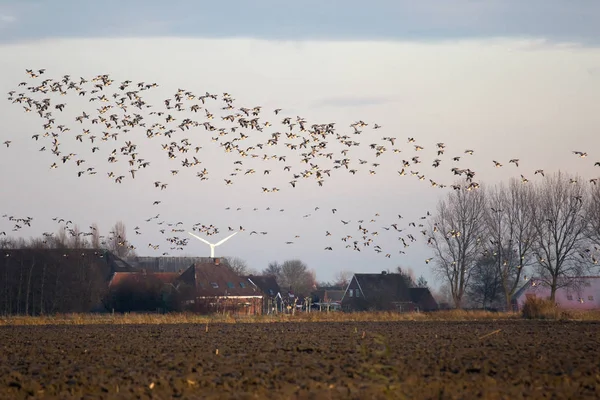 Nunnor Gäss Flygning — Stockfoto