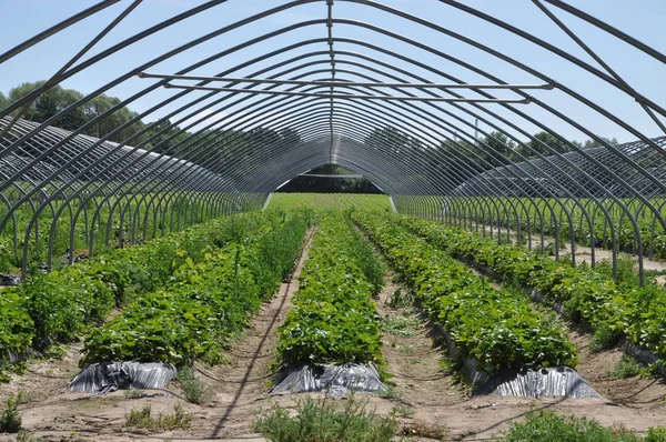 Estufa Agricultura Horticultura Plantas Plantio Plantação Planta Crescimento Legumes Jardinagem — Fotografia de Stock