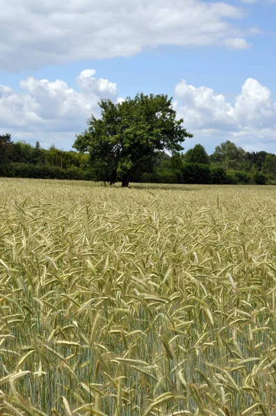 Vue Champ Maïs Concept Agricole — Photo