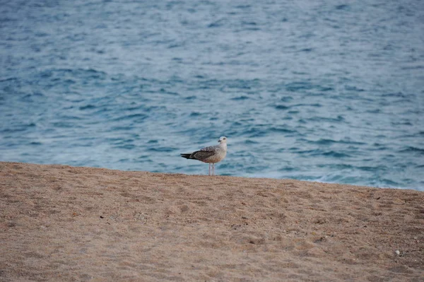 Möwen Spanien Mittelmeer — Stockfoto