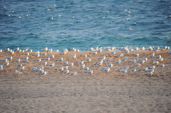 Чайки Испании Средиземноморье — стоковое фото