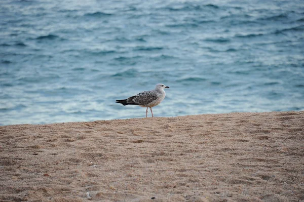 Gull Playa Con Dolor — Foto de Stock