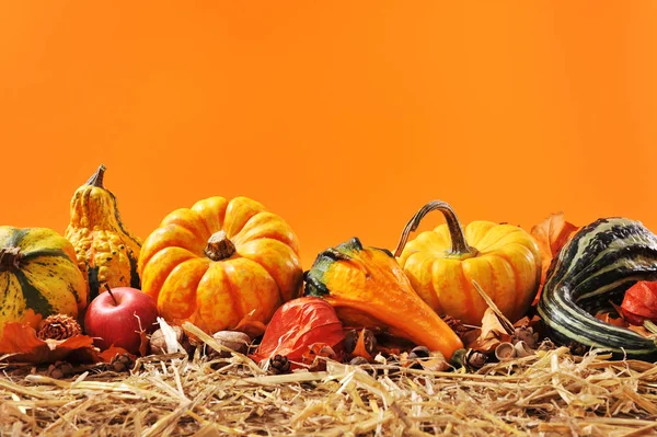 Thanksgiving Many Pumpkins Straw Orange Background Copy Space — Stockfoto