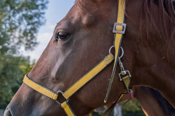 Nahaufnahme Porträt Eines Schönen Braunen Pferdes — Stockfoto