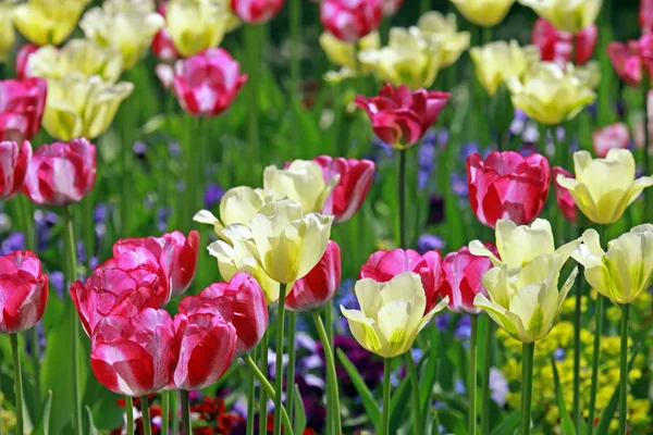 Barevném Lůžku Tulipánů — Stock fotografie