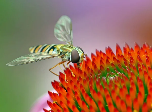 Makro Hainschwebfliege Episyrphus Balteatus — Stockfoto