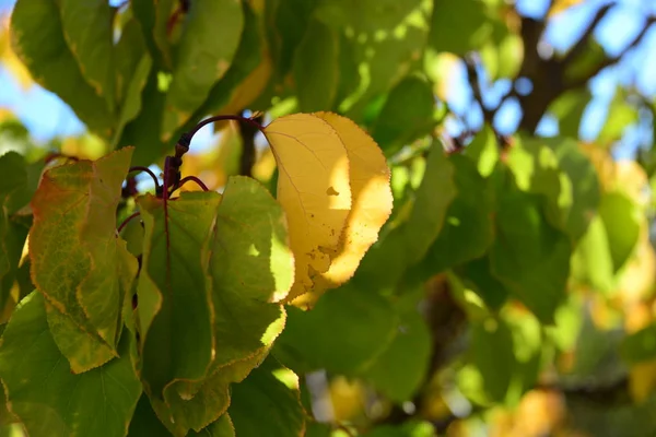 Jesienny Las Liście — Zdjęcie stockowe