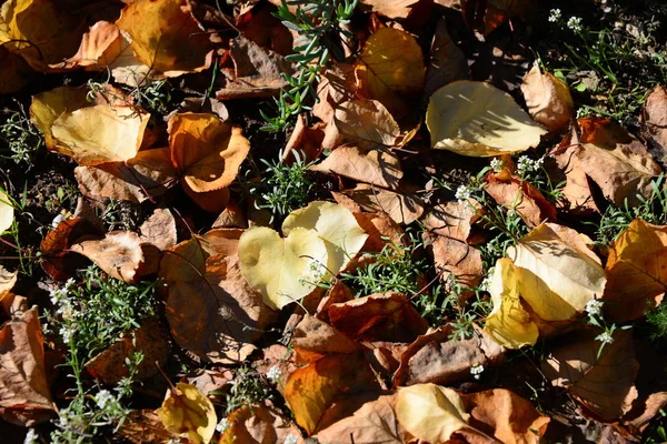 Jesienny Las Liście — Zdjęcie stockowe