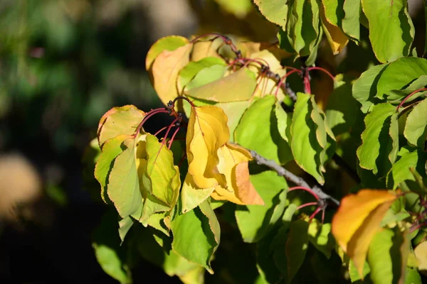 Floresta Outono Folhas Folhagem — Fotografia de Stock