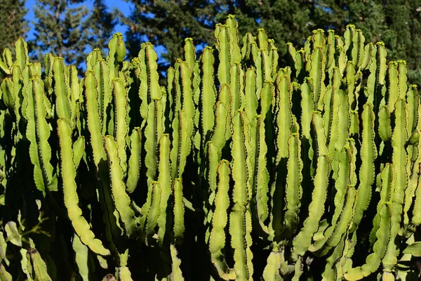 Kaktusová Rostlina Tropická Rostlina — Stock fotografie