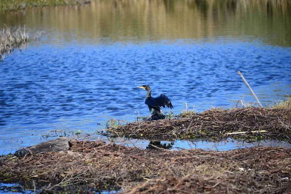 Aussichtsreiche Aussicht Auf Kormorane Vögel Der Natur — Stockfoto