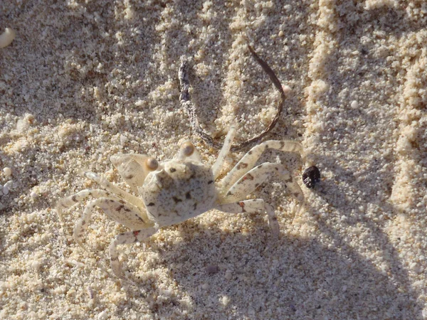 Weiße Krabbe Auf Weißem Sand — Stockfoto