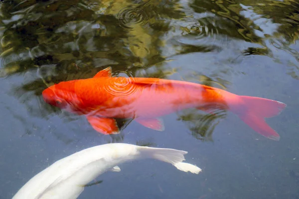 Ikan Mas Berwarna Warni Sebuah Kolam Thailand — Stok Foto