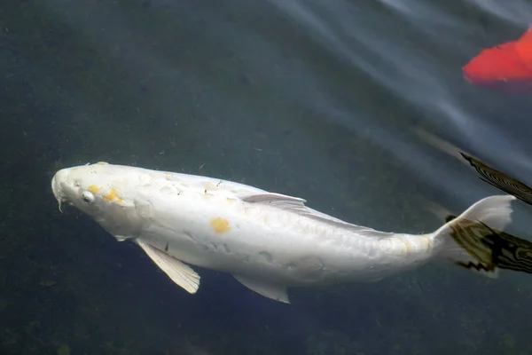 Färgglad Fiskkarp Damm Thailand — Stockfoto