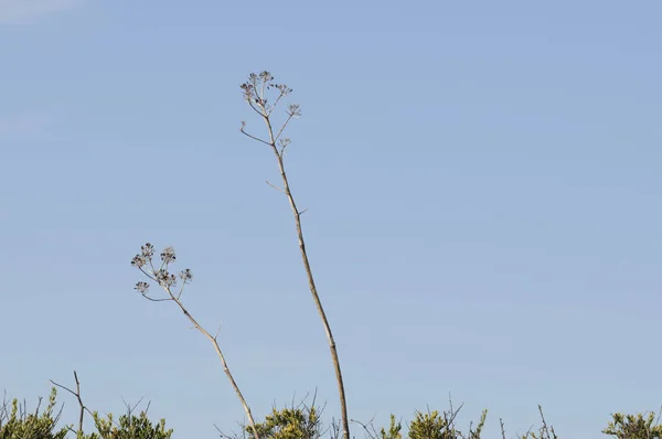 Árbol Muerto Parque — Foto de Stock