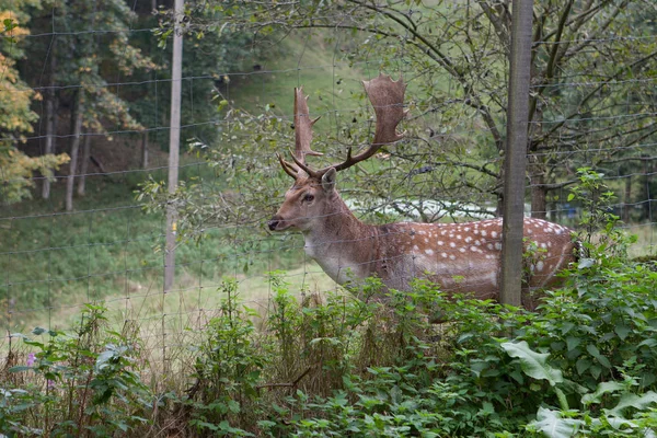 Cerfs Mammifères Dans Nature — Photo