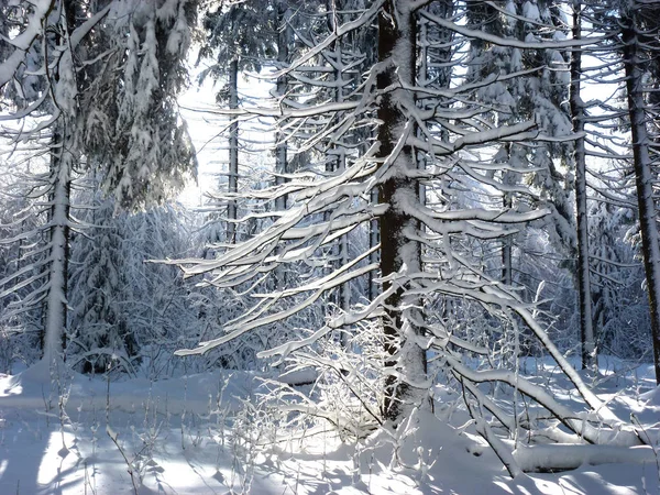 Blick Vom Fuße Des Brensteins Auf Den Brenstein Erzgebirge Und — Stockfoto