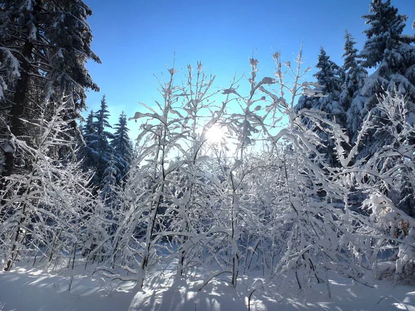 Från Foten Brenstein Brenstein Erzgebirge Och Weipert Slöja Med Bänk — Stockfoto