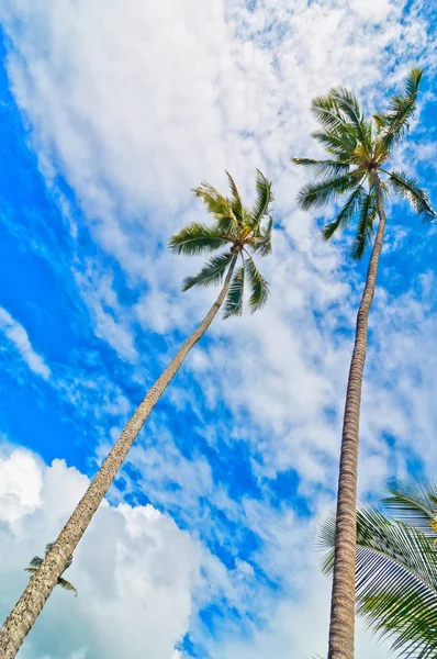 Palmeras Con Fondo Azul Soleado Nublado —  Fotos de Stock