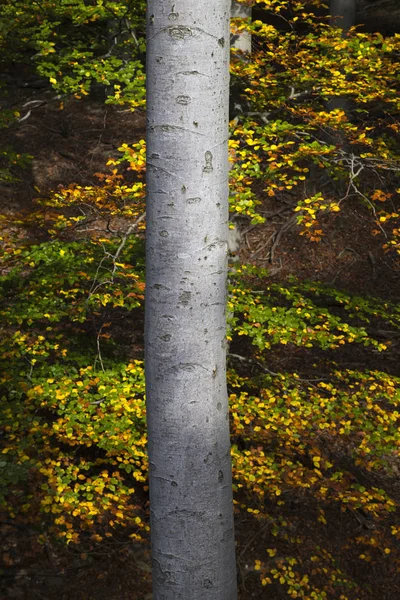 木の幹樹皮 木の木 — ストック写真