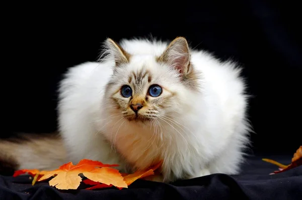 Retrato Lindo Gato — Foto de Stock