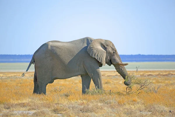 Africa África Sul Namíbia Parque Nacional Etosha Elefante Elefante Africano — Fotografia de Stock