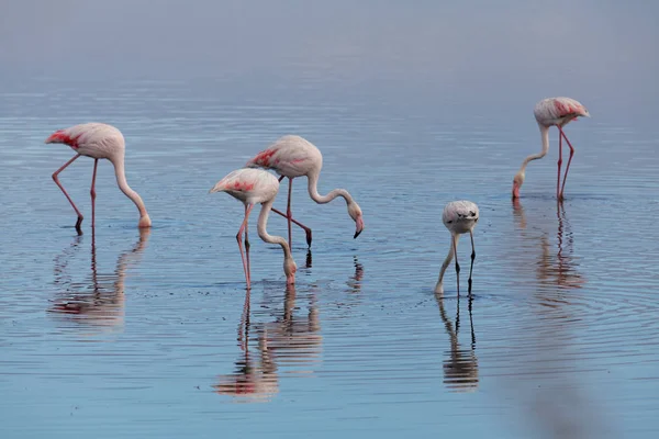 Malowniczy Widok Majestatyczne Flamingi Przyrodzie — Zdjęcie stockowe