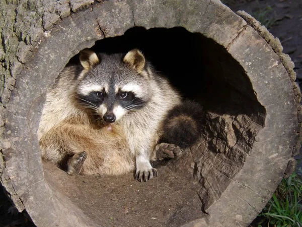 Raccoon Animal Predator Mammal Animal — Stock Photo, Image