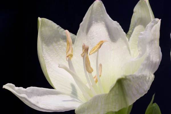 Amaryllis Okvětní Lístky Flóra Květ — Stock fotografie