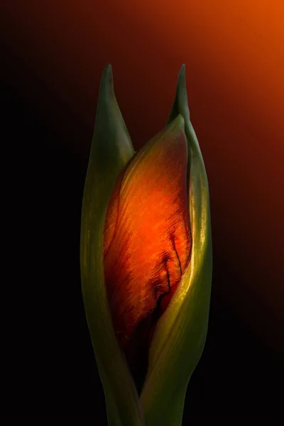 Amaryllis Pétales Fleurs Floraison Florale — Photo