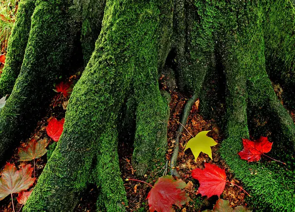 秋天的树根 — 图库照片