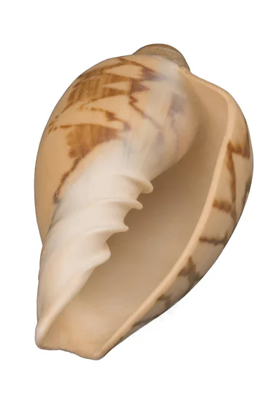 Marine Seashells Sea Shell — Stock Photo, Image