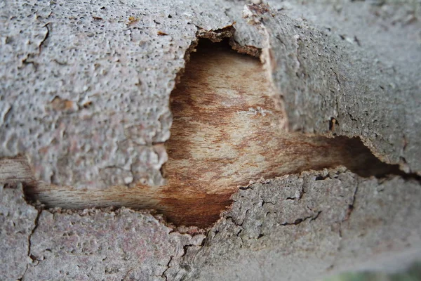 나무껍질 자연의 — 스톡 사진
