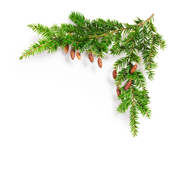 コーンとのモミの木の枝 クリスマスのテーマ 白い背景に針葉樹のいくつかの小枝 — ストック写真