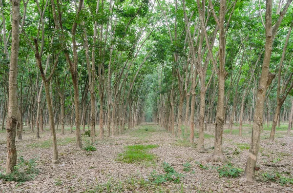 Perkebunan Pohon Karet Thaiiand — Stok Foto