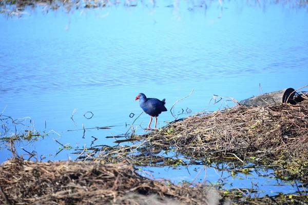 Moorhen Moorhen Gallinula Cloropus Dolor — Foto de Stock