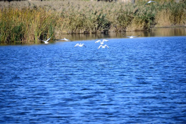 Mittelmeersteine Spanien — Stockfoto