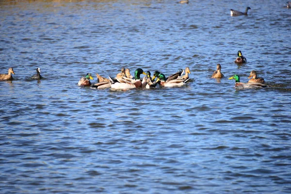 Scenic View Cute Mallard Ducks Nature — Stock Photo, Image