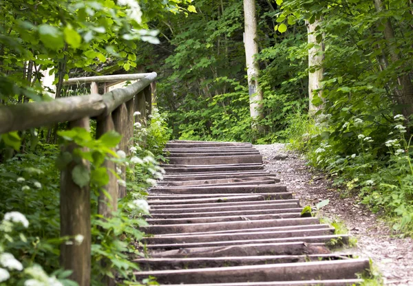 Escaleras Bosque Selva Caminatas Montaña Árbol Verano Altura —  Fotos de Stock