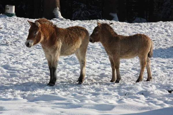 Wildszene Schöne Natur — Stockfoto