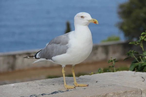 Vacker Utsikt Över Vacker Söt Mås Fågel — Stockfoto