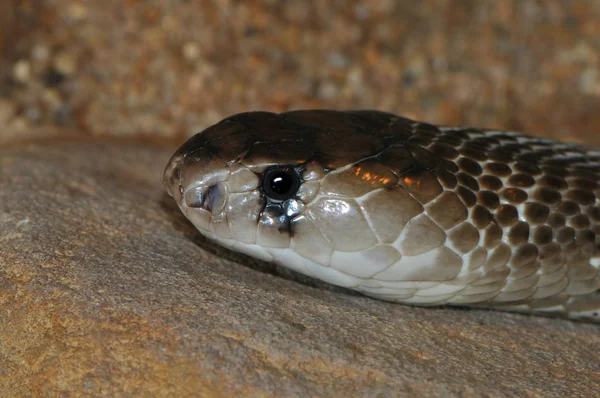 Indische Cobra Brillenschlange Slang — Stockfoto