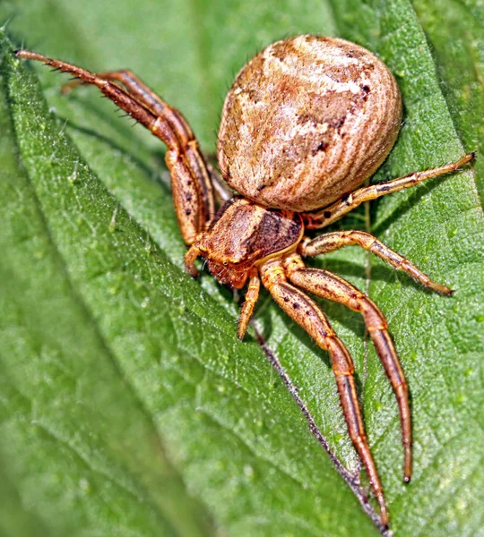 Crab Spider Insect Wildlife — Stock Photo, Image
