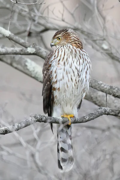 Juvenile Coopers Hawk Accipiter Cooperii Tree Winter — Stock Photo, Image