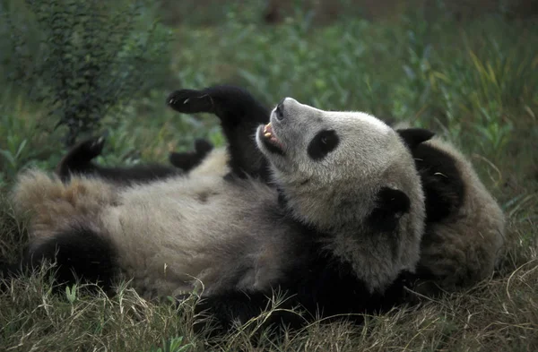 Urso Panda Preto Branco — Fotografia de Stock