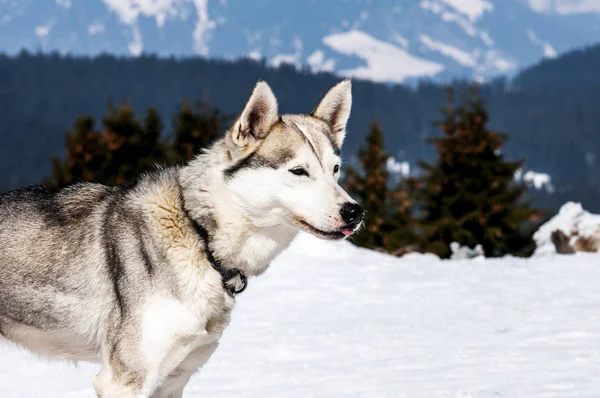 Portret Van Siberische Huskty Hond Winter — Stockfoto