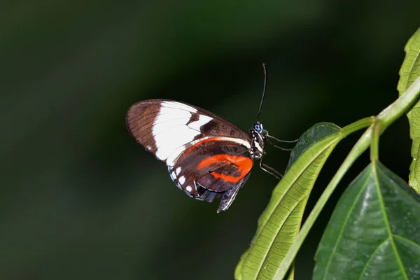 Nahaufnahme Von Schönen Bunten Schmetterling — Stockfoto